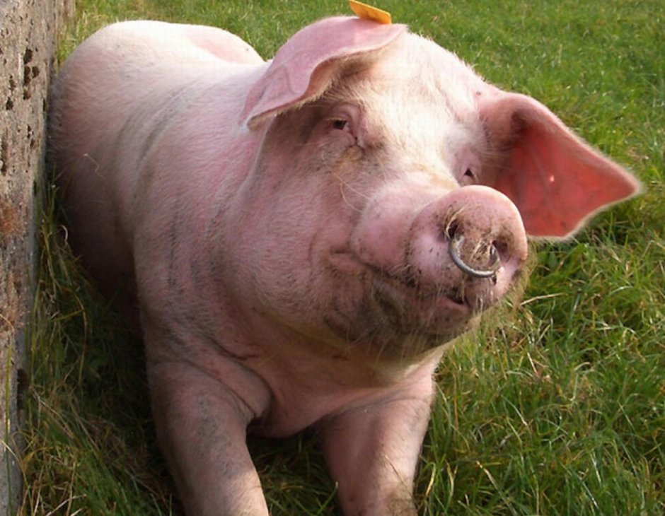 Хришка с проколотым носом