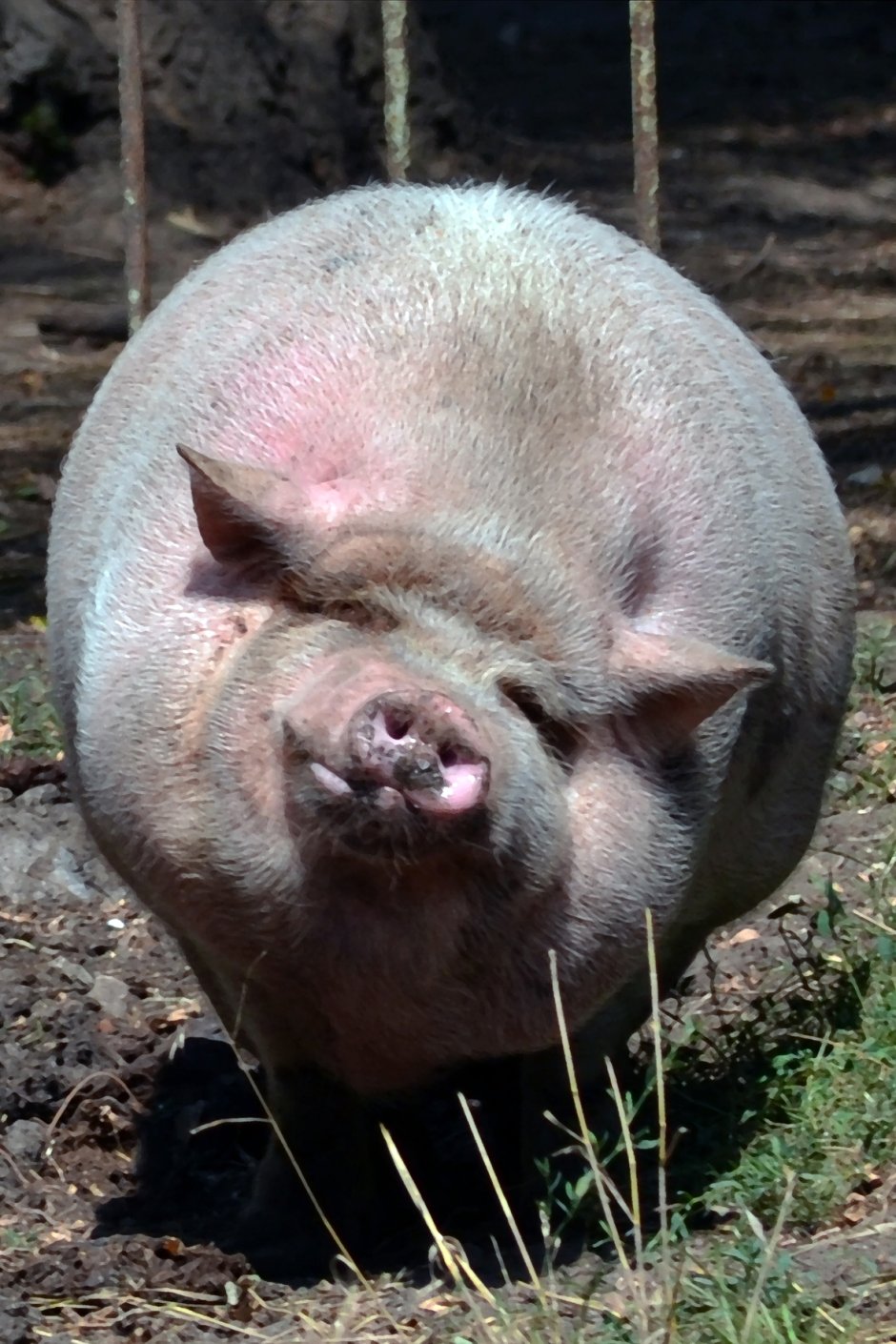 Свинья обыкновенная