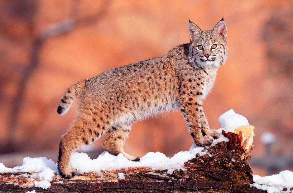 Беловежская пуща Рысь