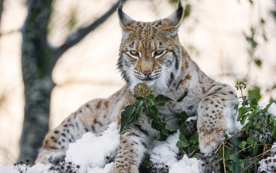 Рысь (Lynx Lynx) в дикой природе