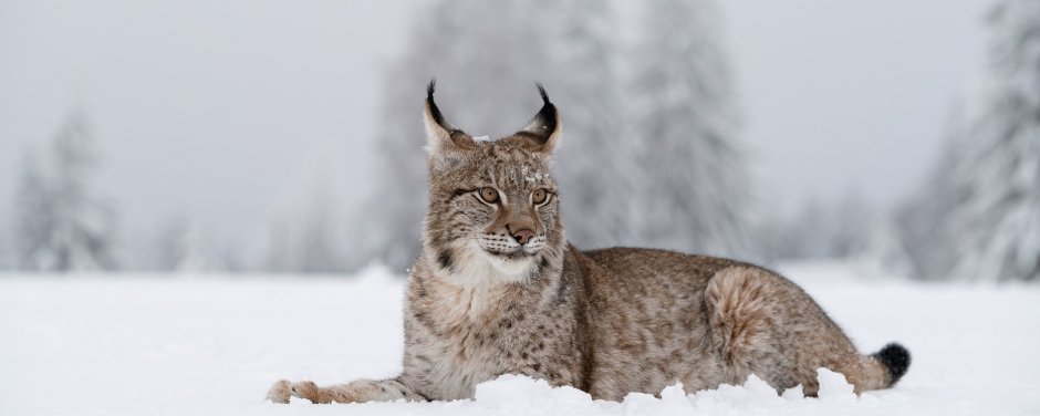 Рысь в Нягани