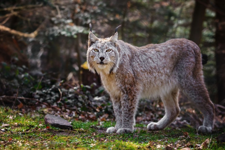 Lynx issiodorensis