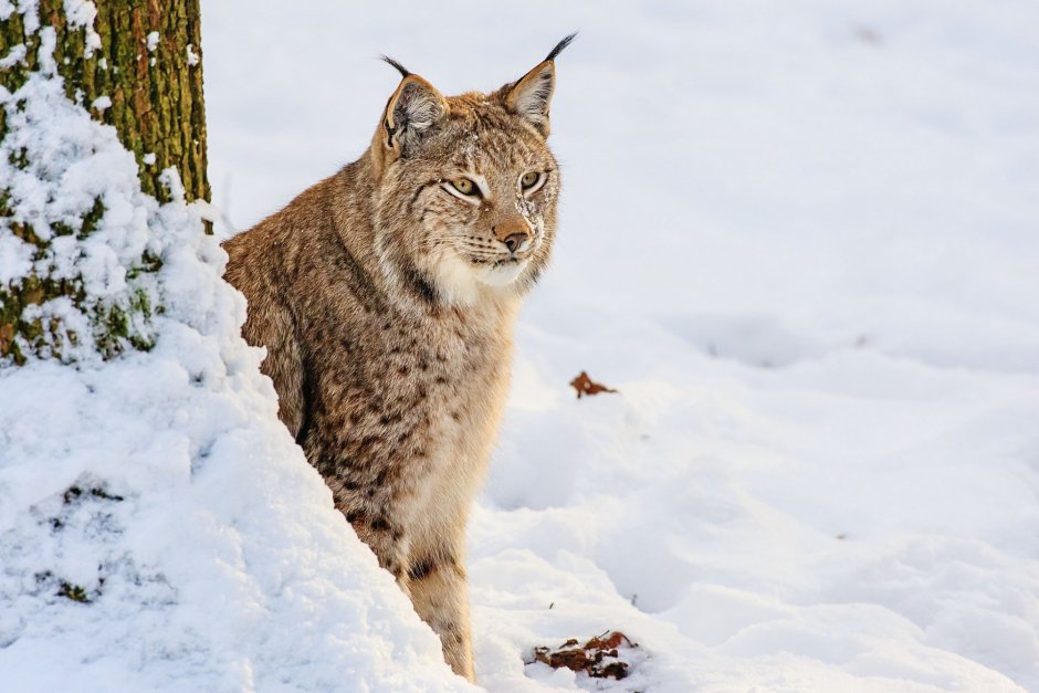 Рысь обыкновенная Lynx Lynx Linnaeus, 1758