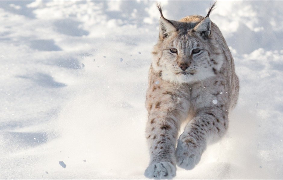 Рысь обыкновенная Lynx Lynx Linnaeus, 1758