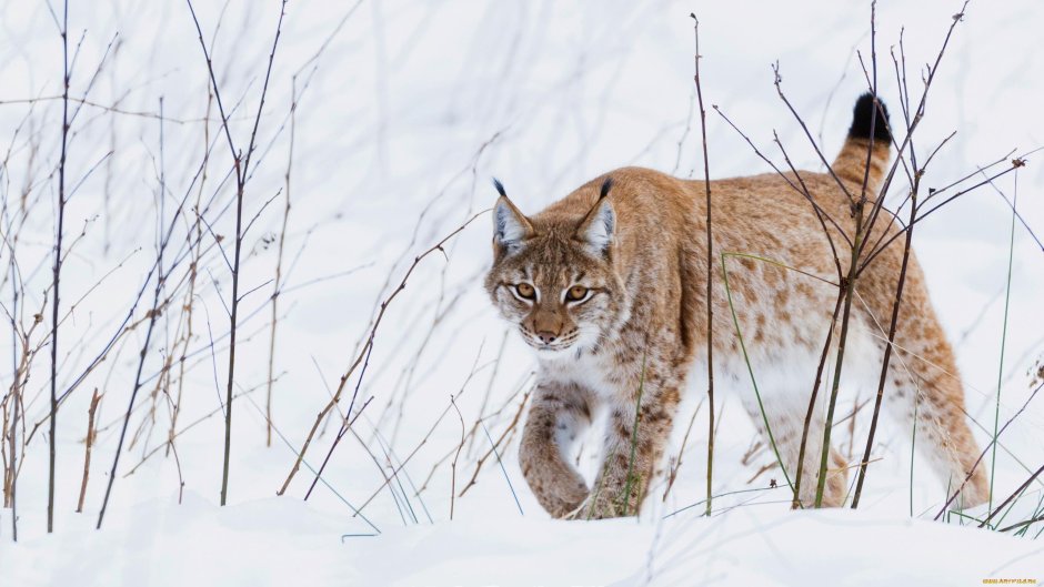 Рысь обыкновенная зимой