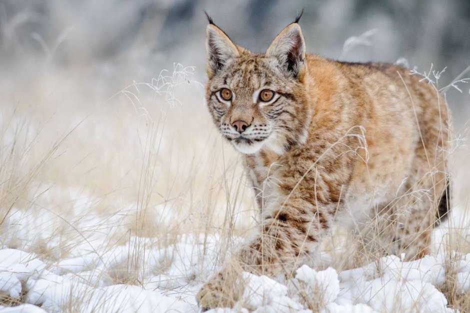 Довольная Рысь