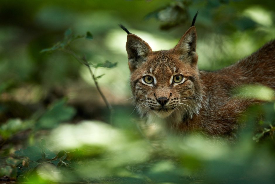 Рысь на зелёном фоне
