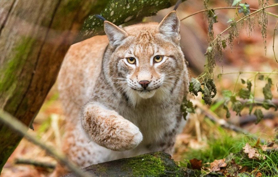 Туркестанская Рысь