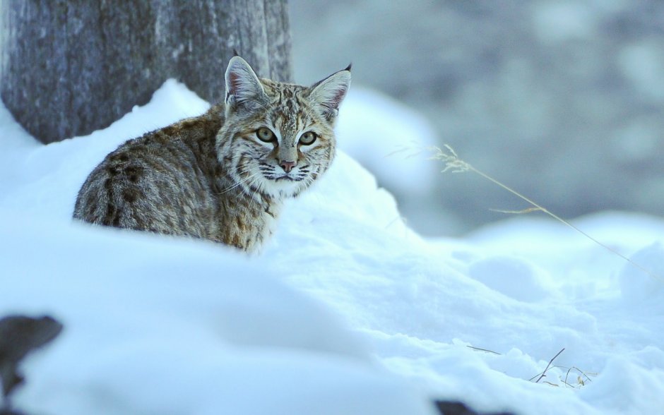 Рысь маленькая зимой