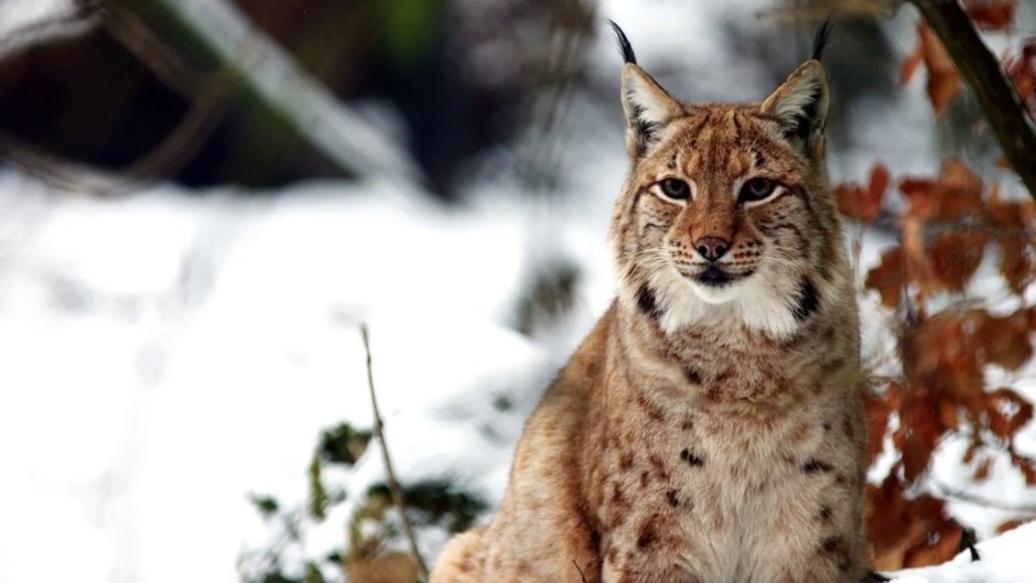 Рысь заповедник Мордовия