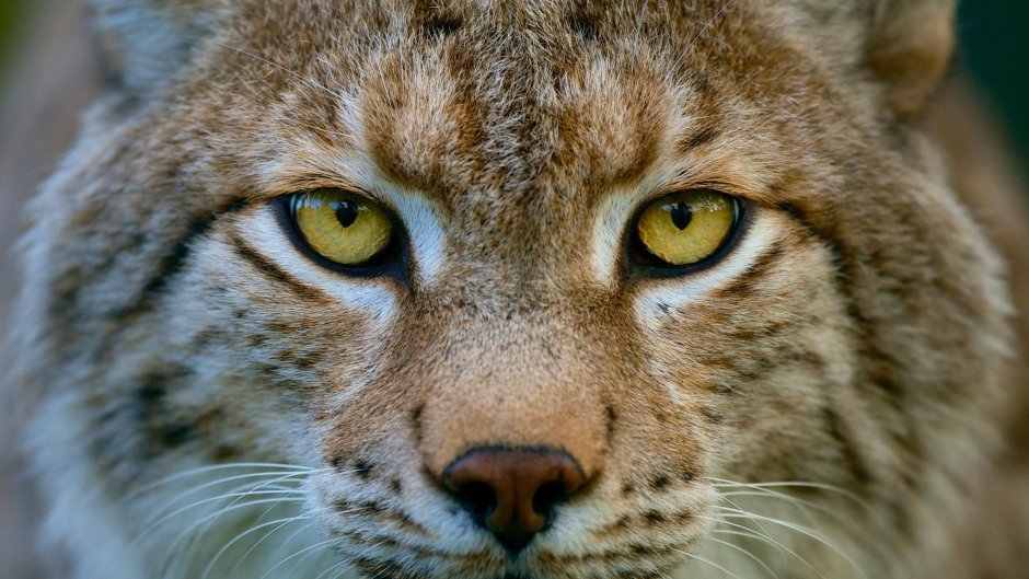 Взгляд рыси