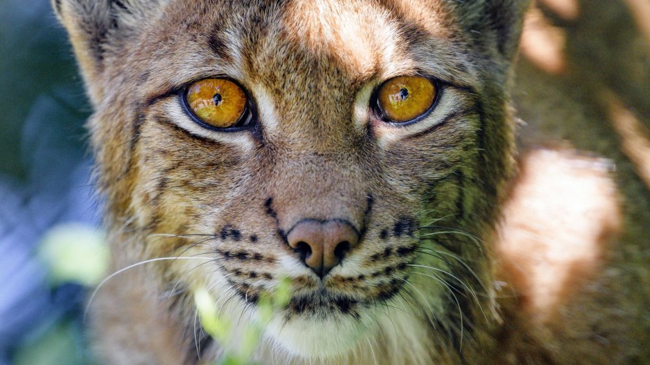 Зеленоглазая Рысь