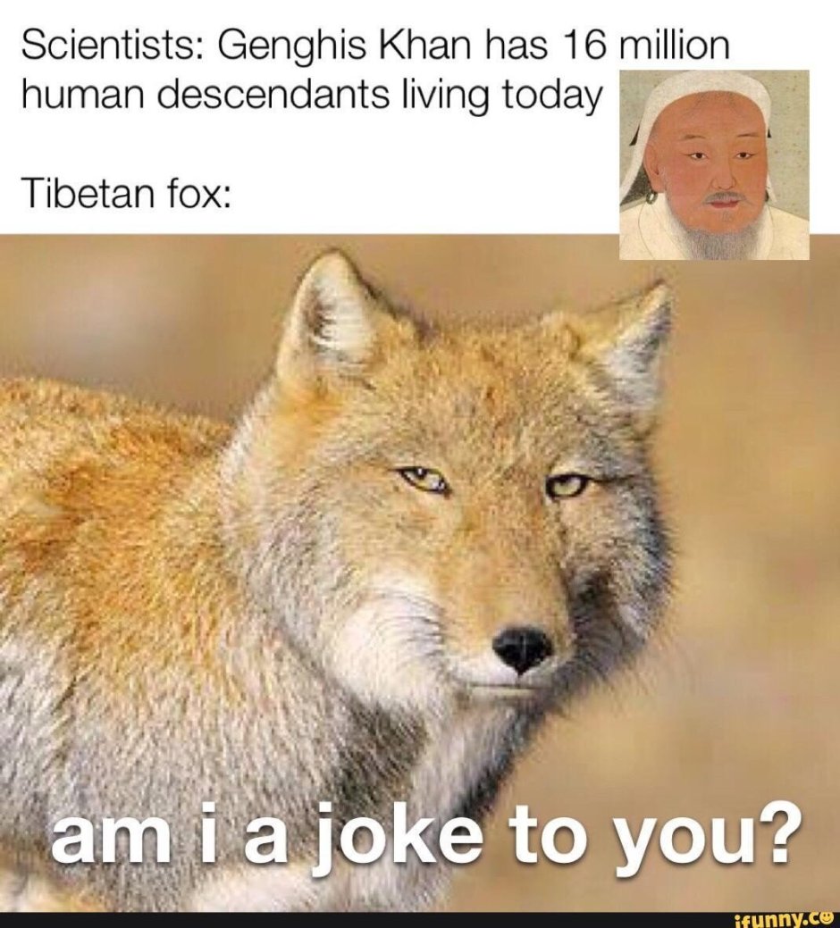 Монгольская лисица
