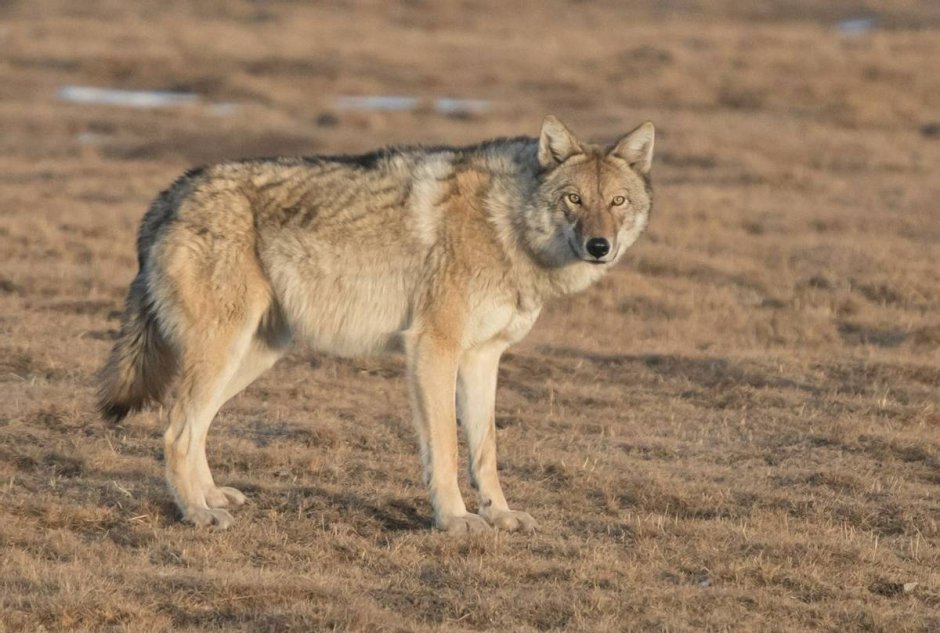 Волк canis Lupus