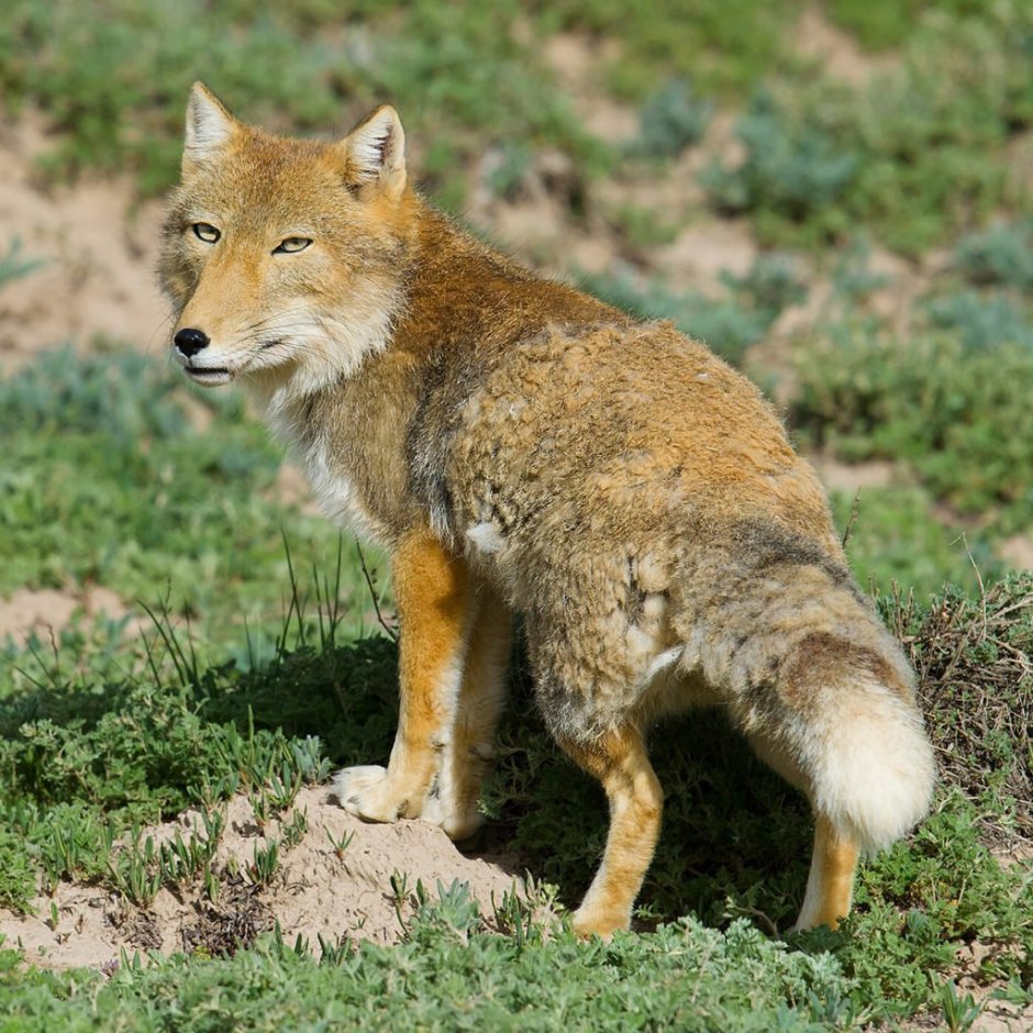 Гималайская лиса