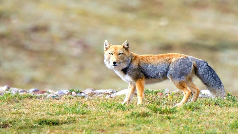 Тибетская лисица Vulpes ferrilata