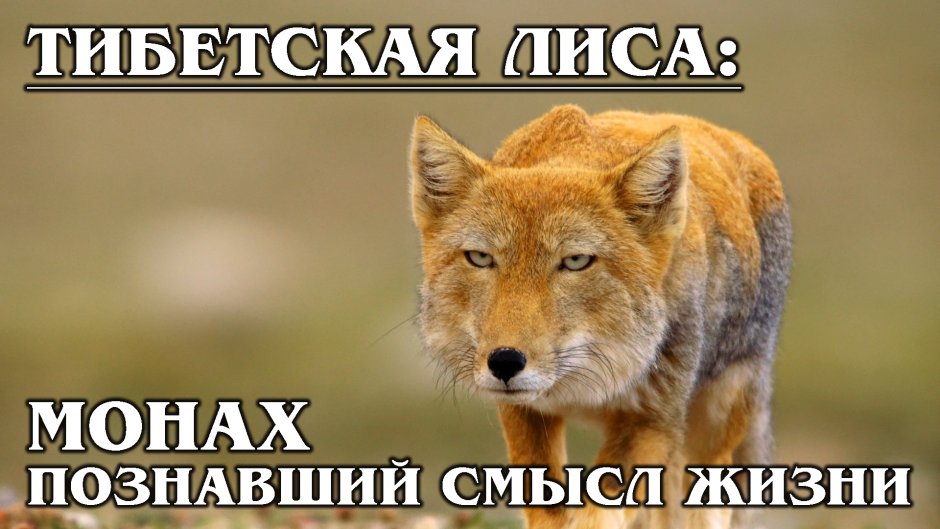 Тибетская лиса