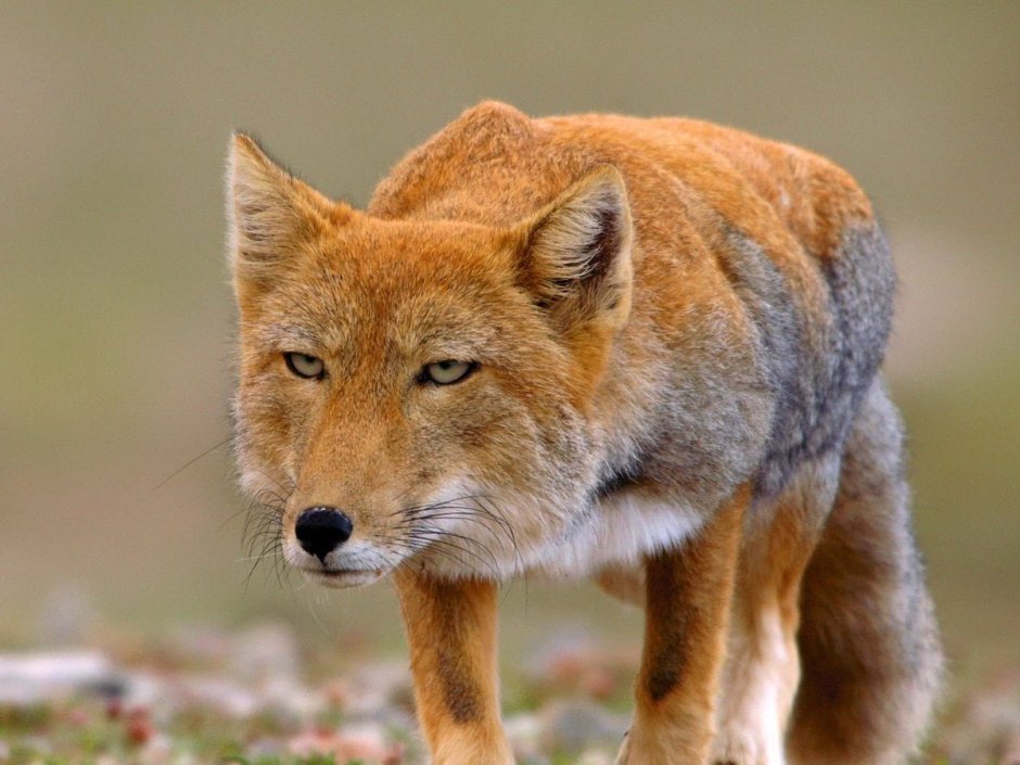 Тибетская лисица Vulpes ferrilata