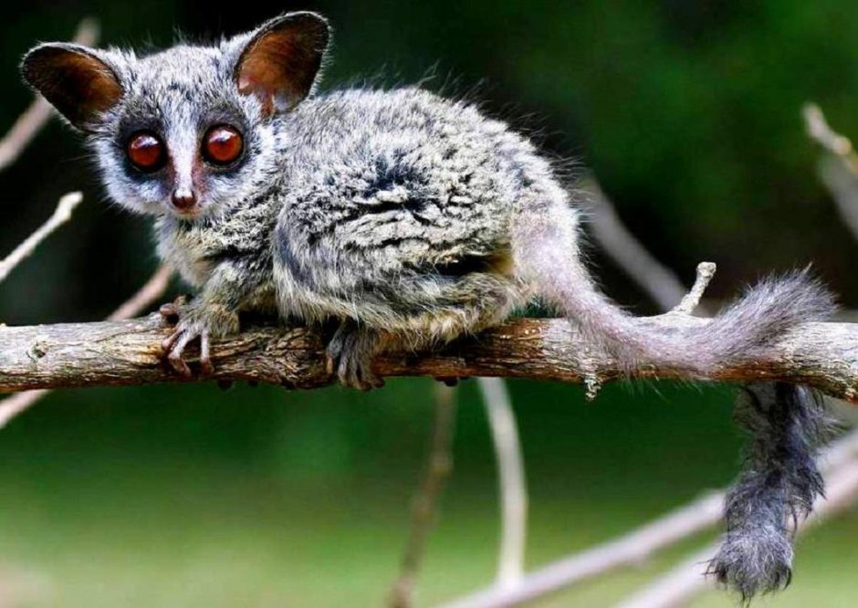 Bush Baby галаго
