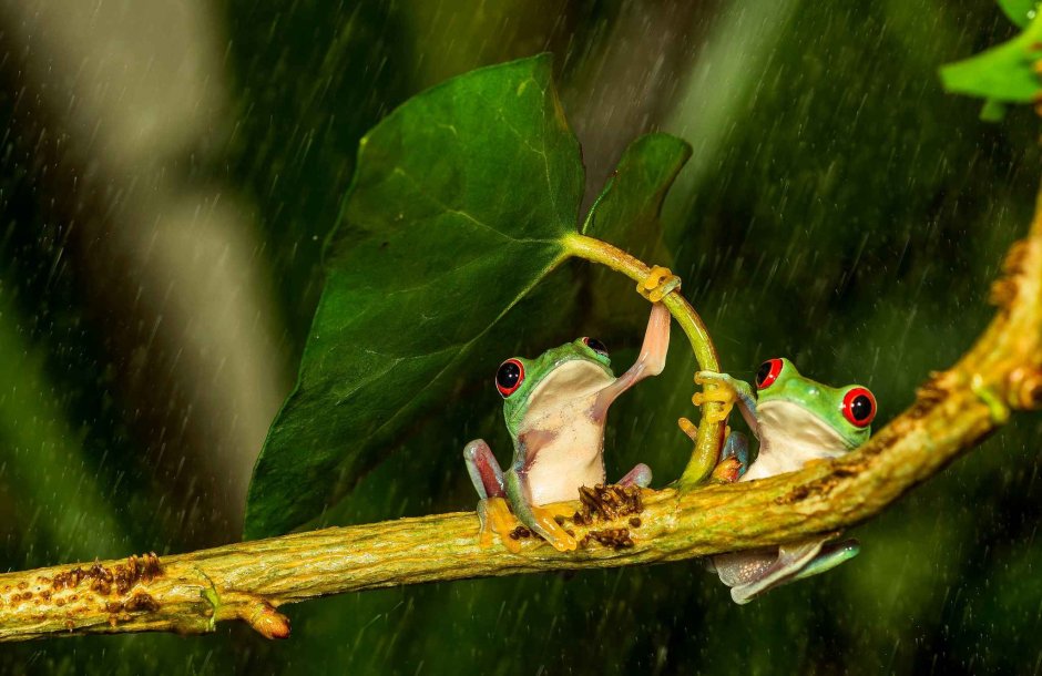 Лягушка под дождем