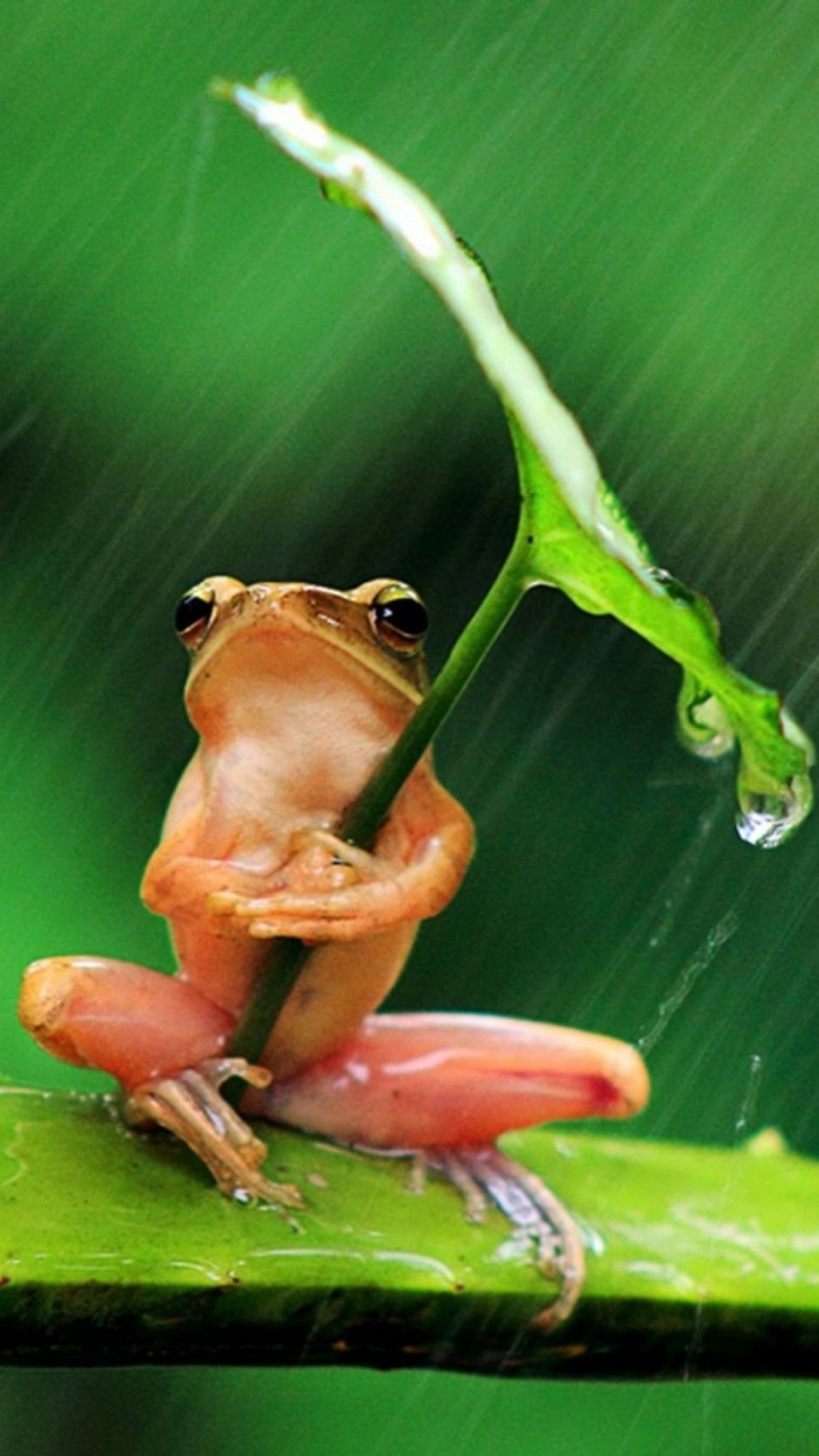 Забавные лягушки