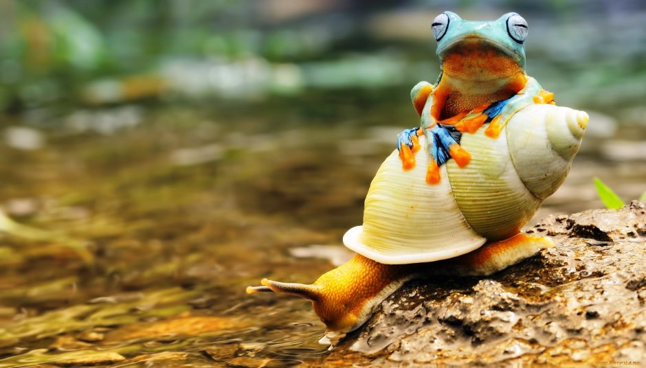Удивительная лягушка