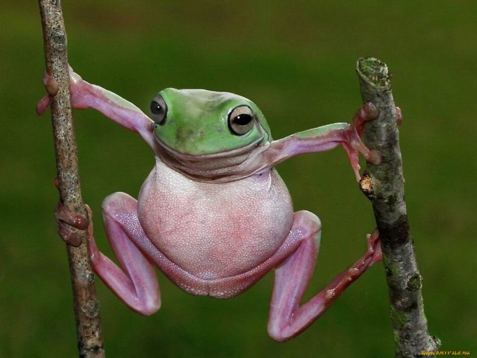 Смешные лягушки