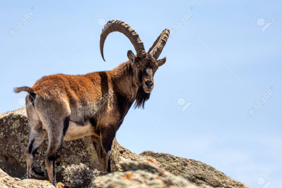 Walia Ibex , Ethiopia