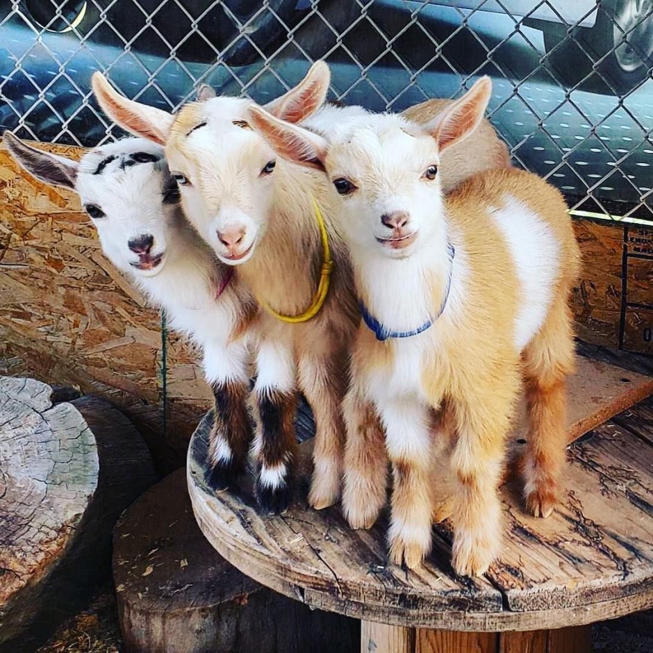 Three Goats photo