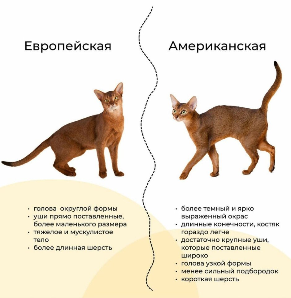 Игривая козочка