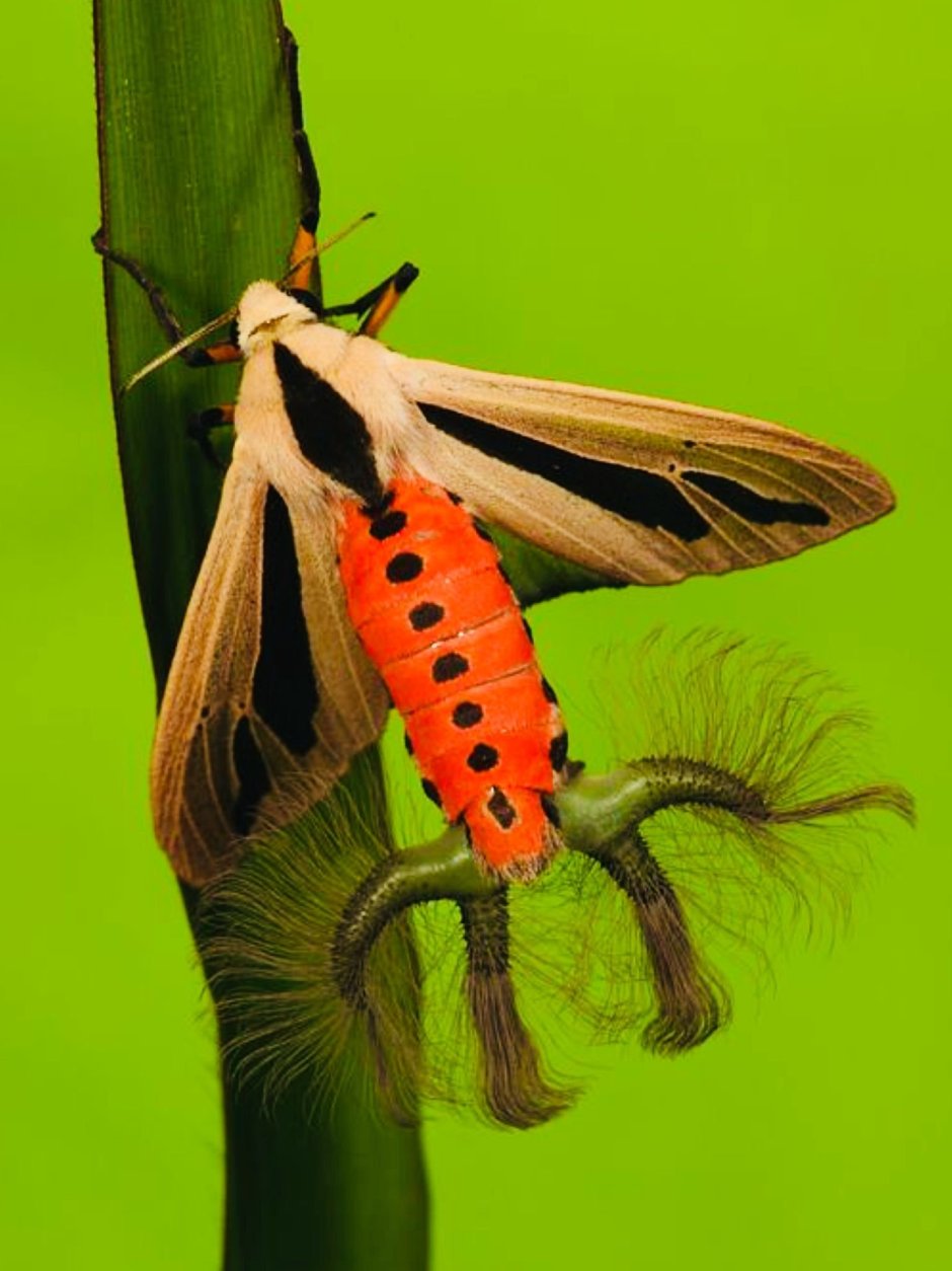 Мотылек Creatonotos