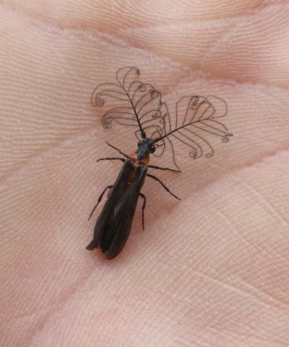 Насекомое с длинными усами