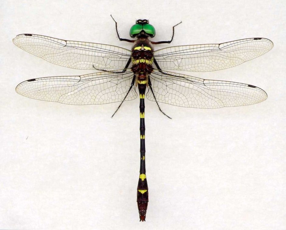 Coryphaeschna Adnexa