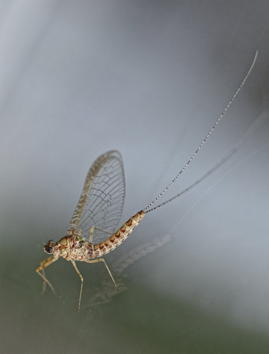 Поденка зеленая