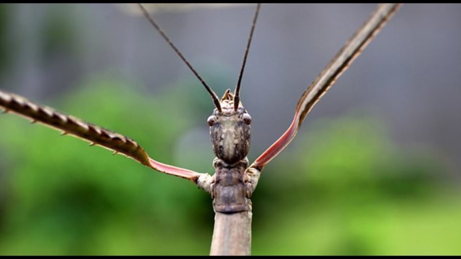 Палочник летающий Жук