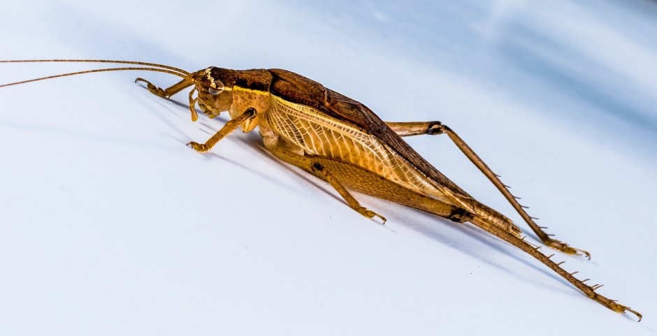 Крылья саранчи