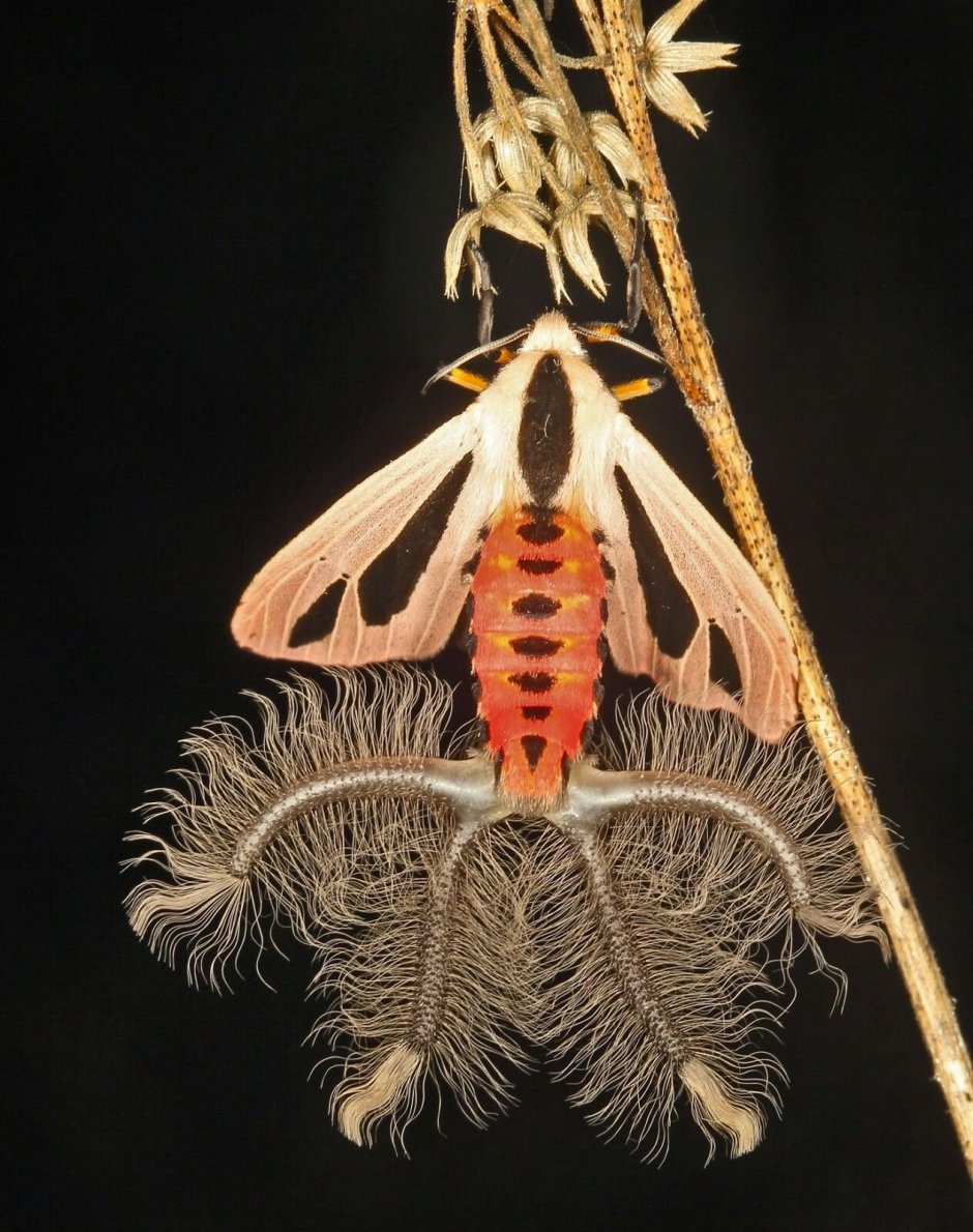 Creatonotos Gangis мотылек