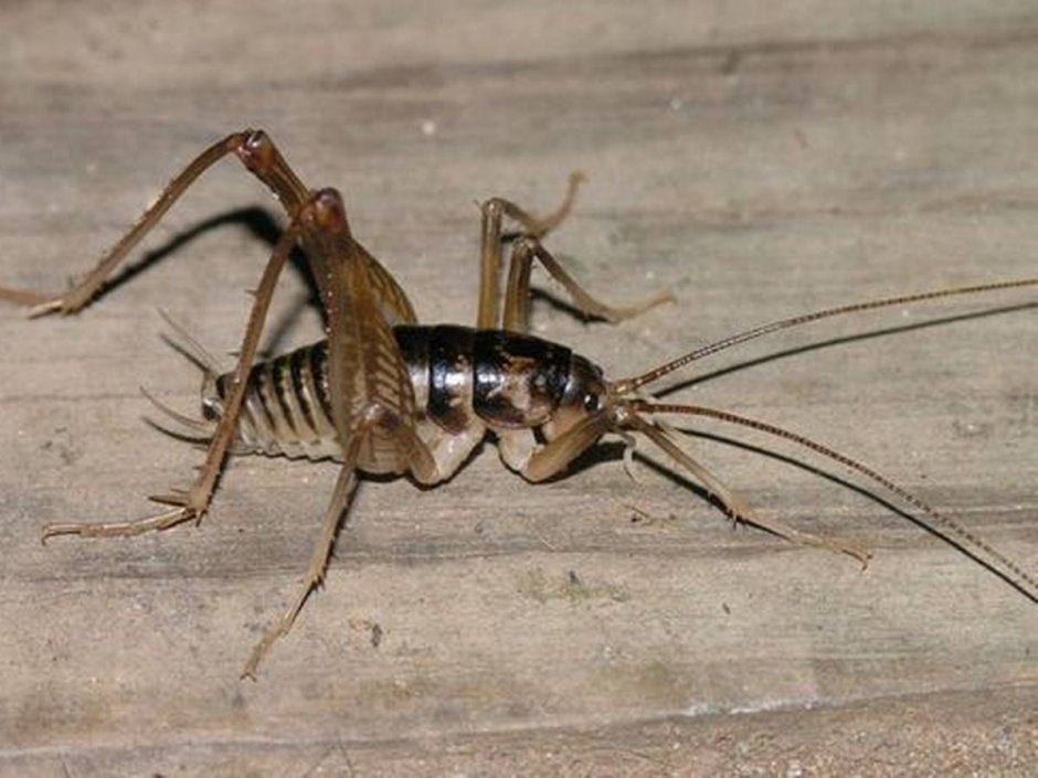 Tachycines asynamorus