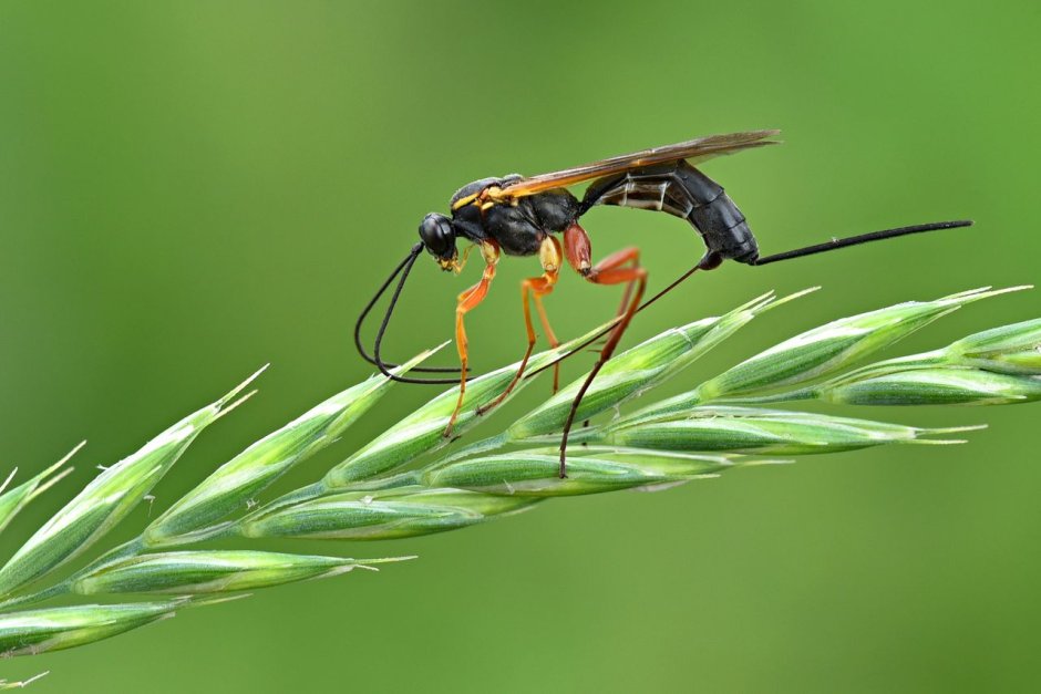 Наездник трихограмма