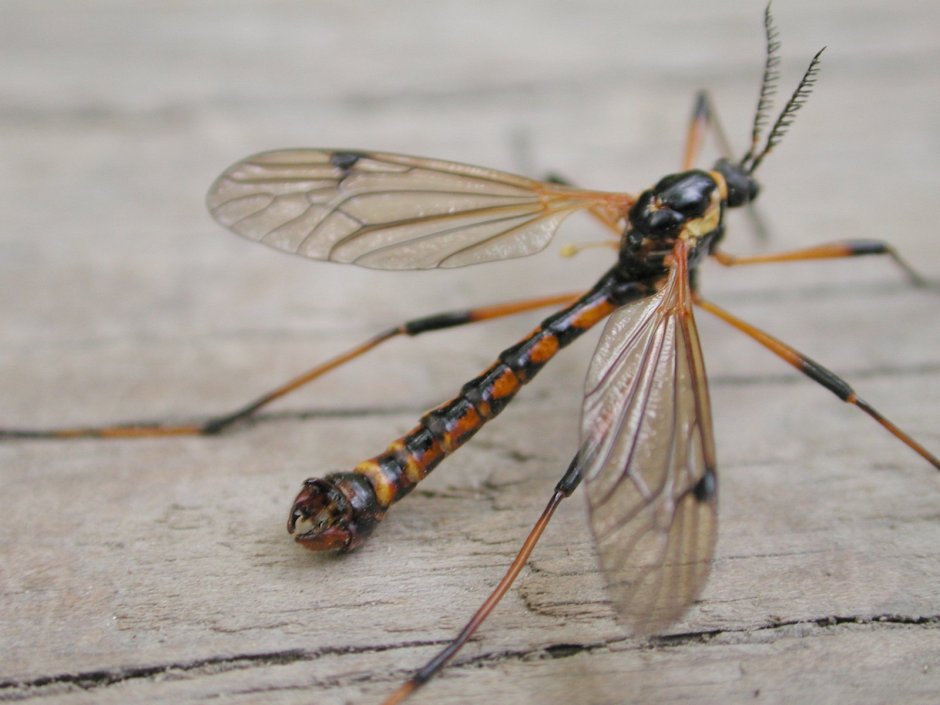 Насекомое похожее на большого комара с длинным хвостом