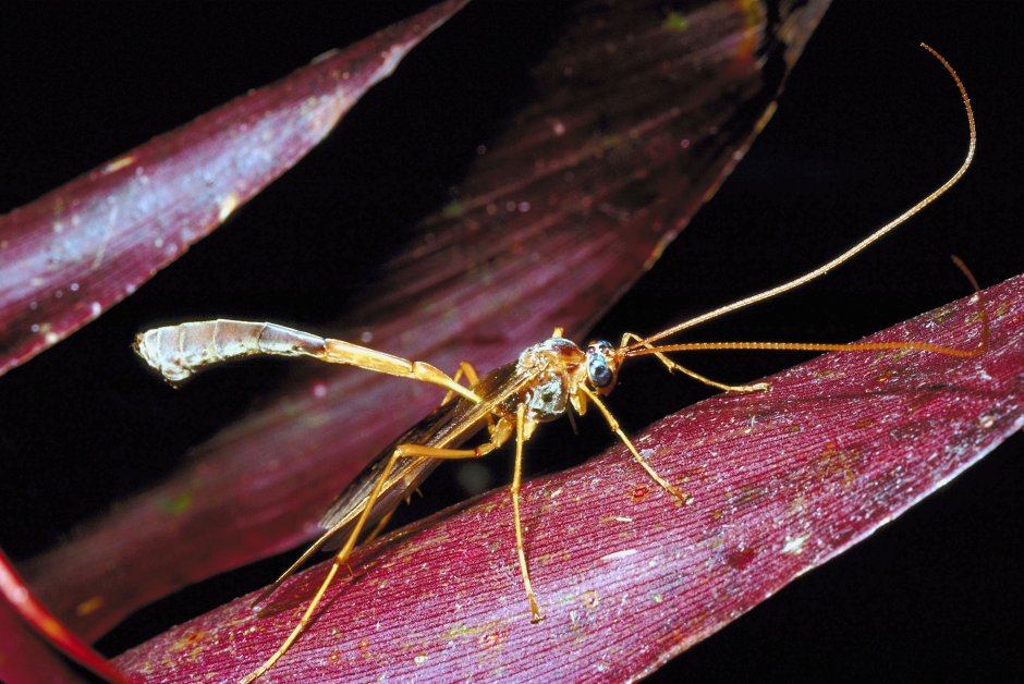 Насекомое с длинными ногами