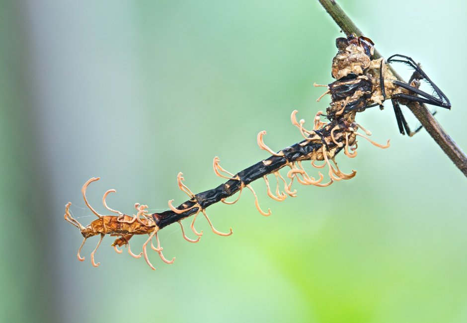 Кордицепс однобокий