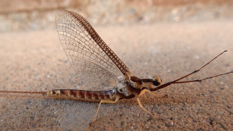 Поденка обыкновенная личинка