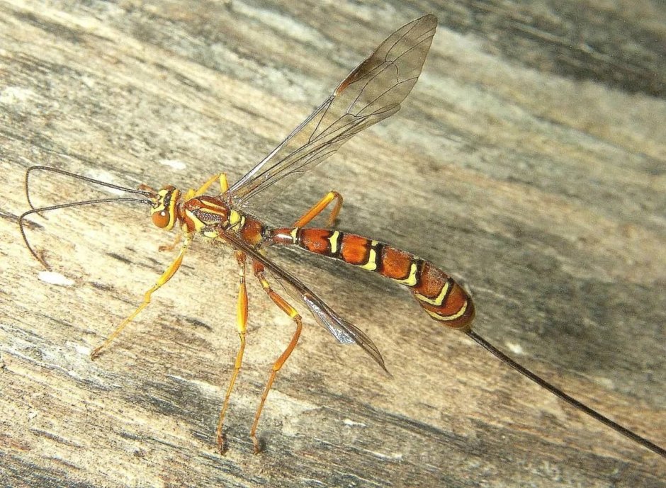 Megarhyssa macrurus