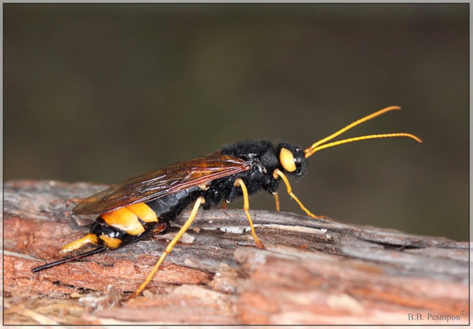 Перепончатокрылые рогохвосты