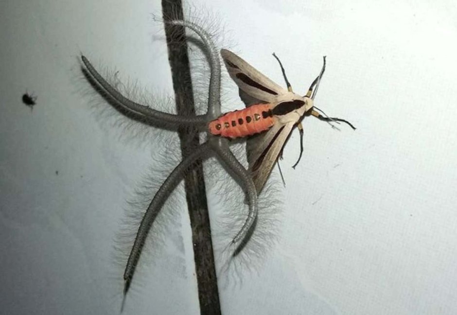 Креатонотос Гангис