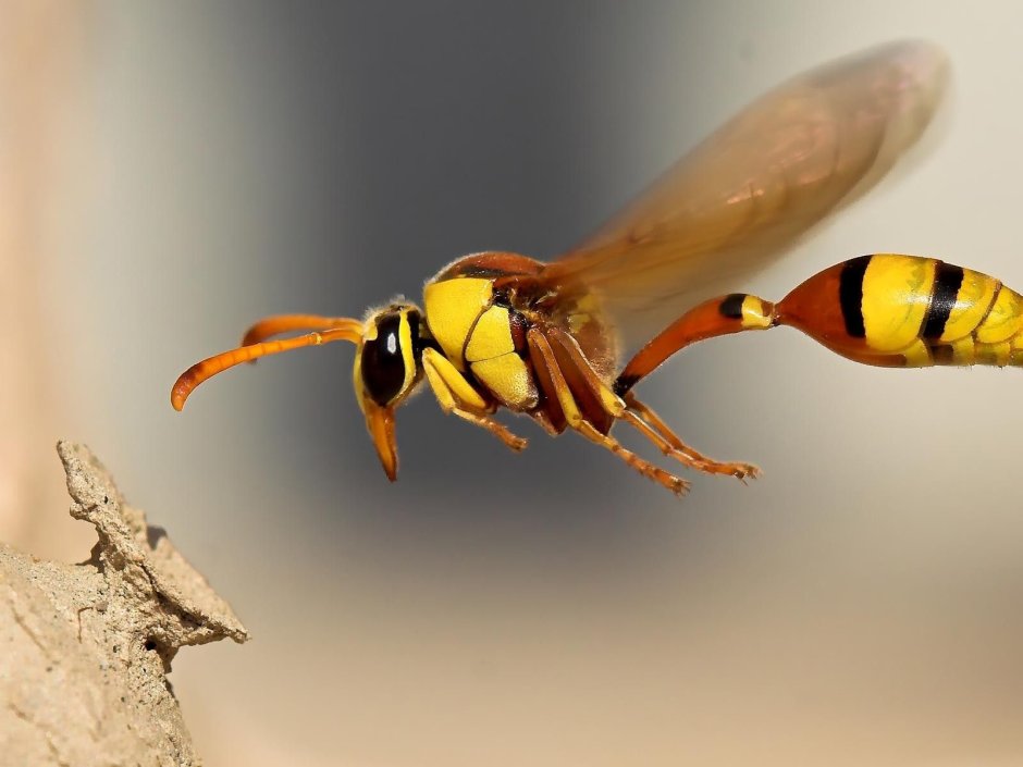 Жук уховертка