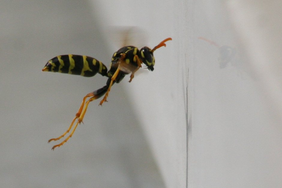 Осы с длинными лапками