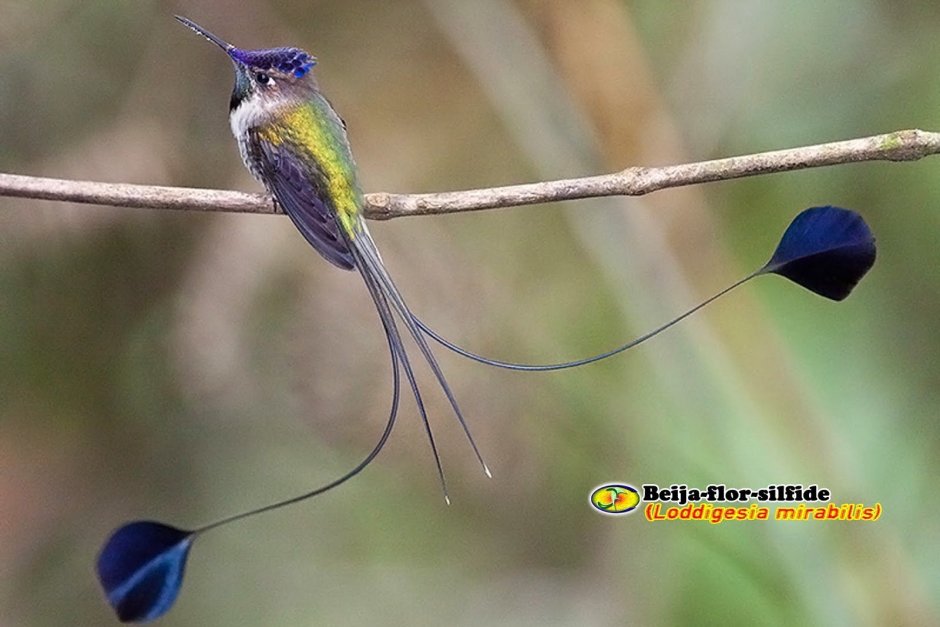 Колибри дивный Шпательтэил