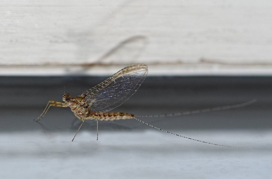 Крылья насекомых